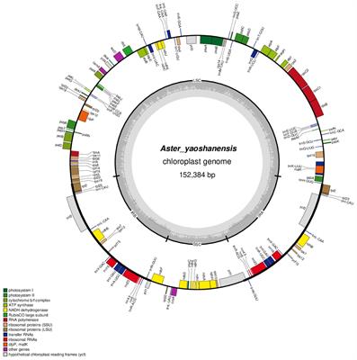 A new species, Aster yaoshanensis (Asteracae, Astereae), from Guangxi (China), based on morphology and molecular phylogenetic data